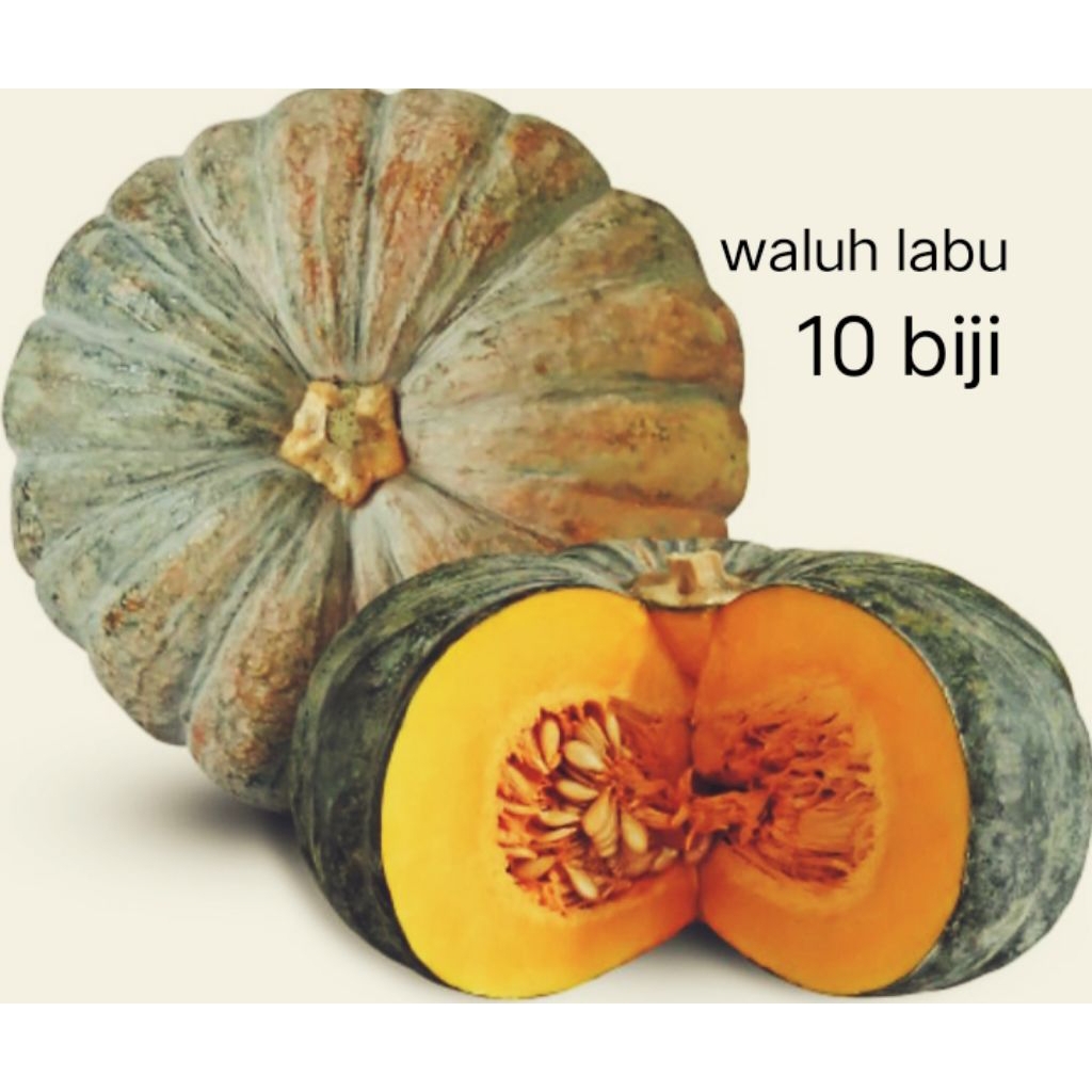 

10 biji labu golden orange premium berat buah 3-7 kg