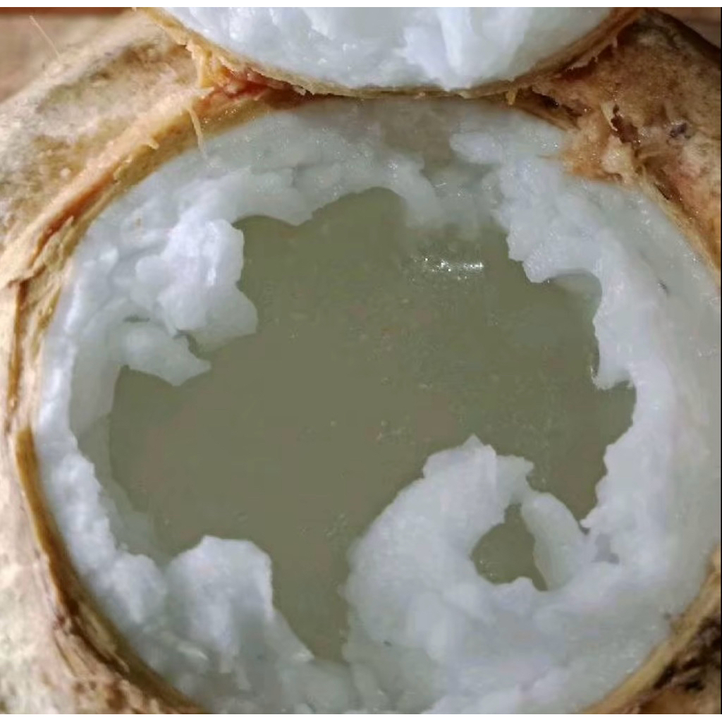 

Kelapa Kopyor Segar Fresh | Pcs