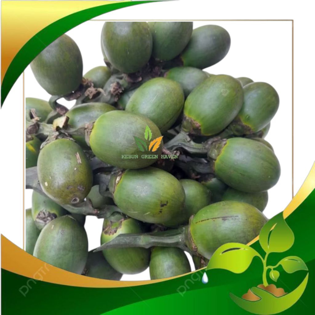 

1kg buah pinang muda segar - Jambe muda fresh cod