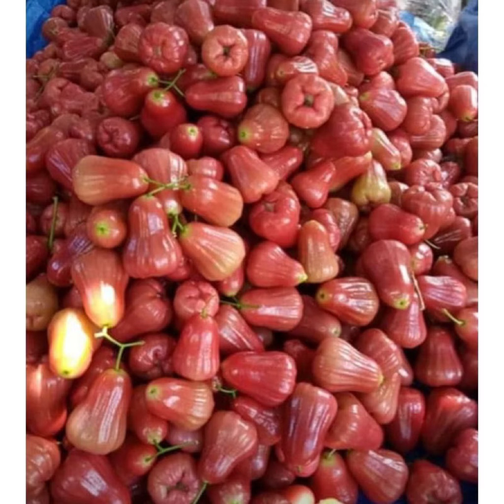 

JAMBU CITRA DEMAK maniss segerr!!