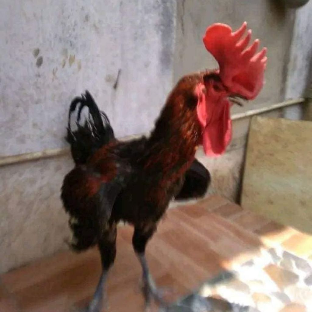 

Telur Ayam Pelung Jawer Bajing Turun Untuk Ditetaskan Fertil