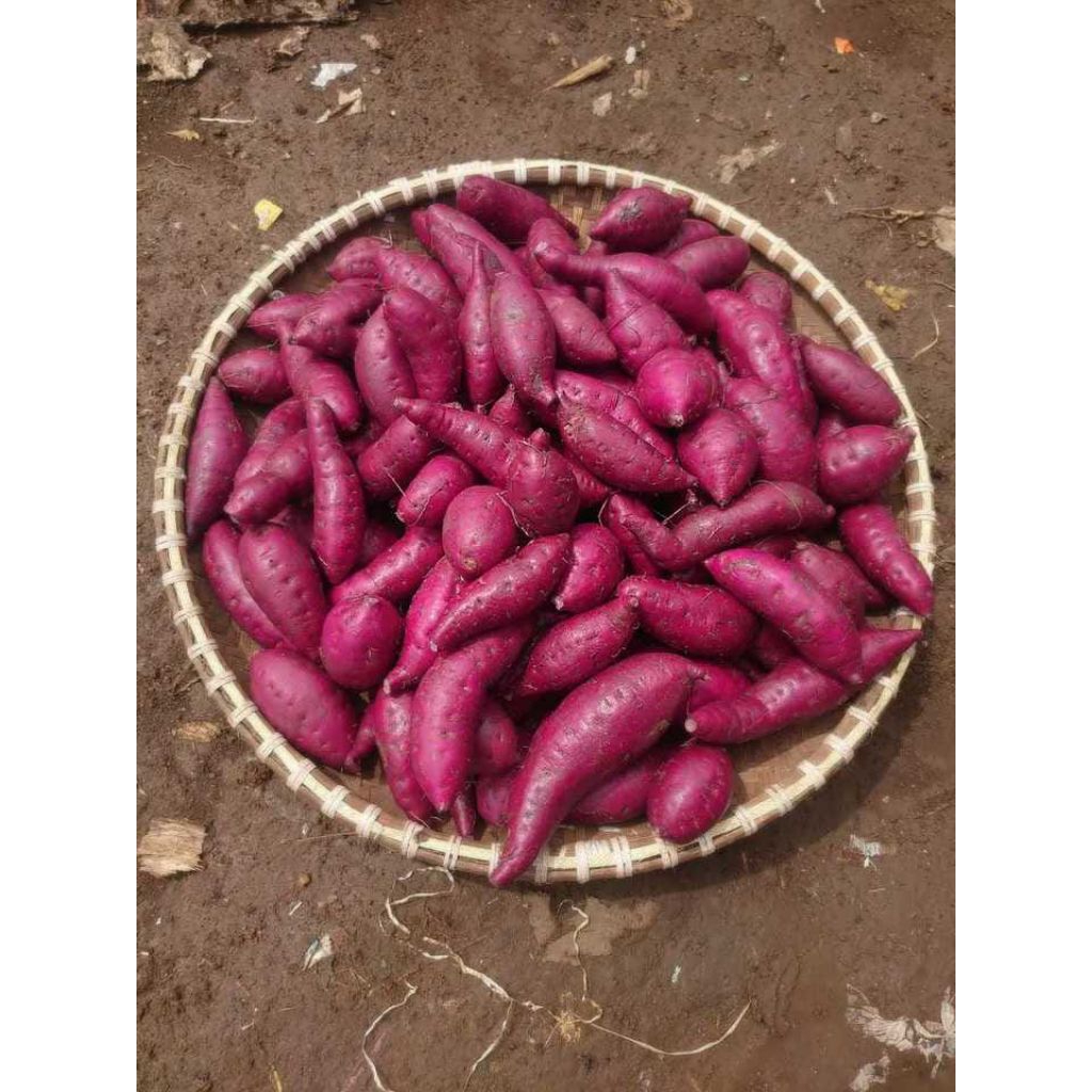 

ubi ungu fres dan instan 500gram 1kg 2kg