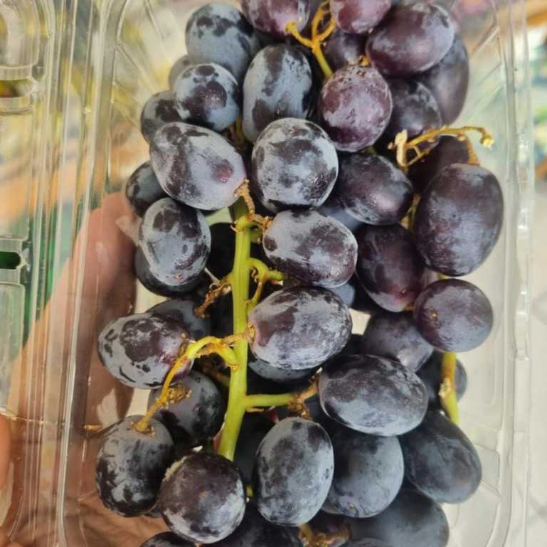 

ANGGUR AUTUMN ROYAL MANIS