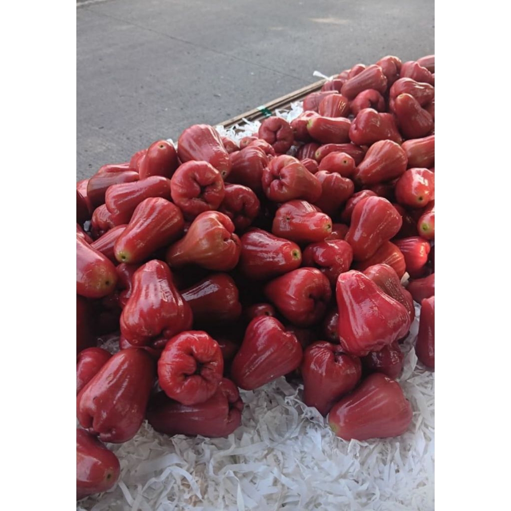 

jambu air segar dn fresh netto 1000gr
