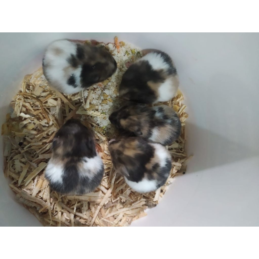 Hamster syrian Trico