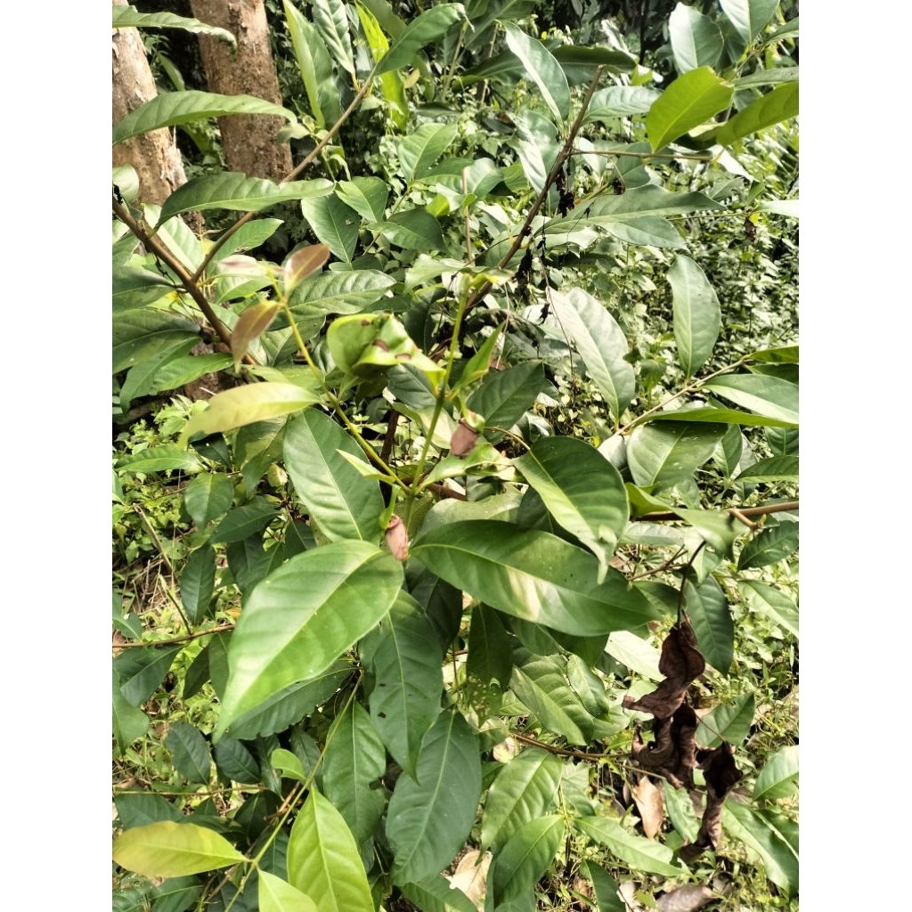 

Daun Salam 50 lembar 5.000