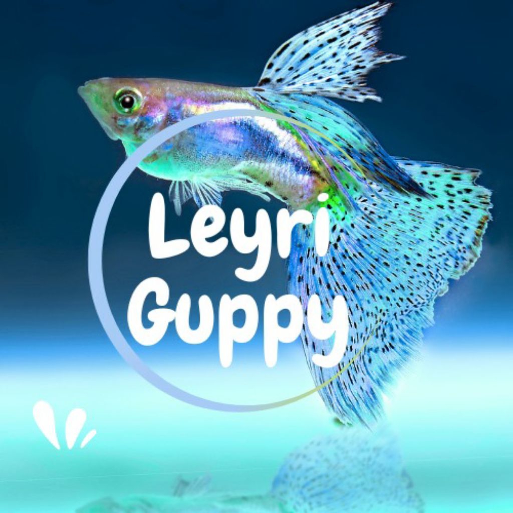 guppy hias