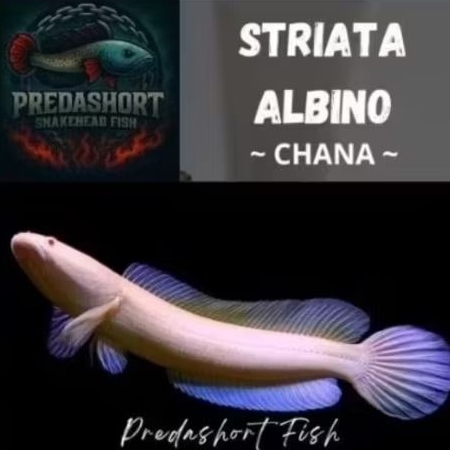 chana striata albino mata merah perfect no minus garansi
