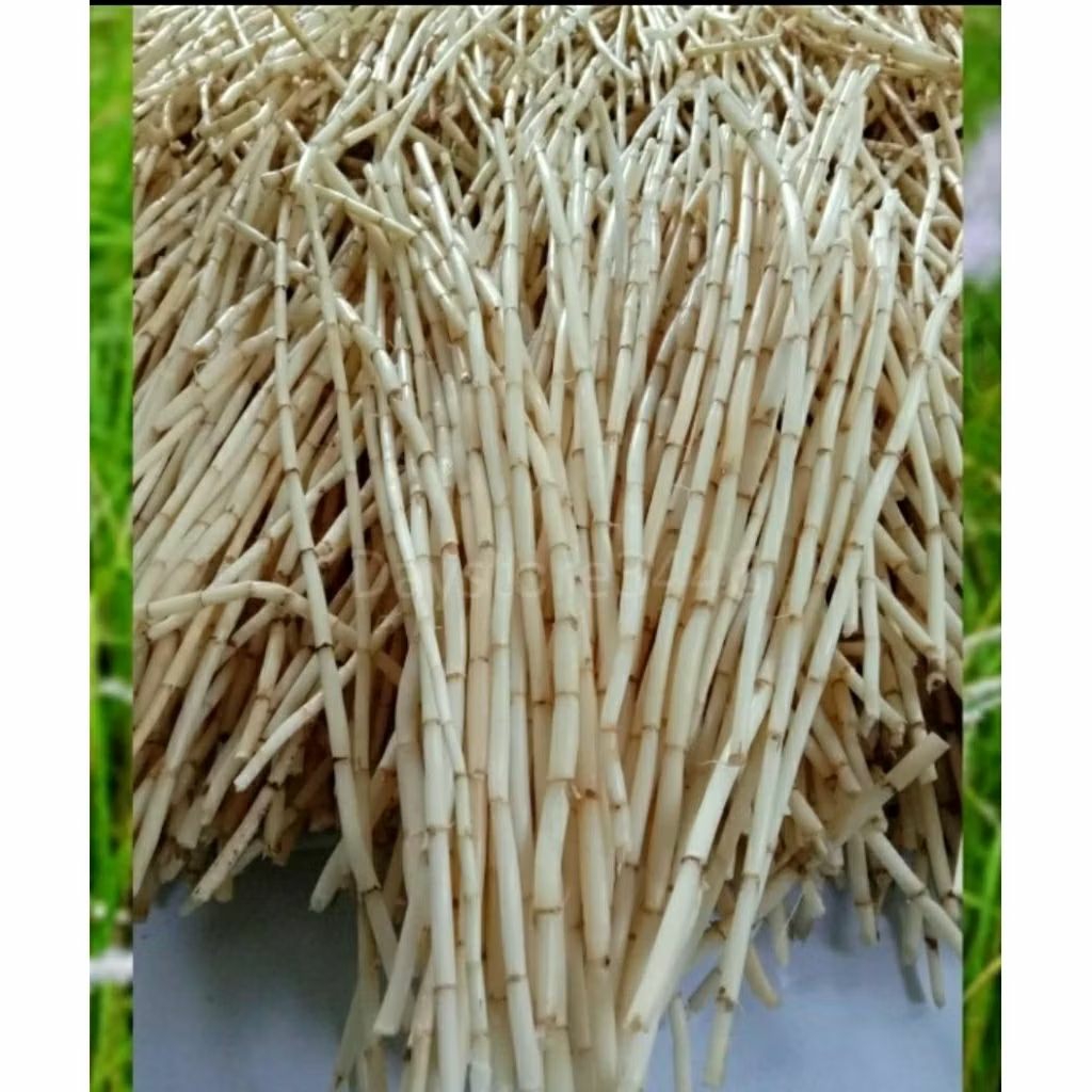 

herbal akar alang alang segar