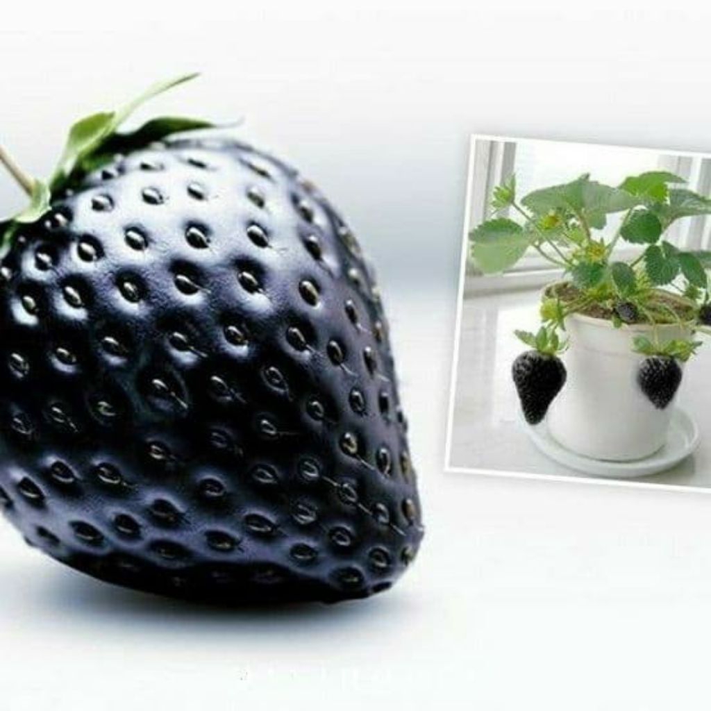 POHON BIBIT STRAWBERRY HITAM IMPORT