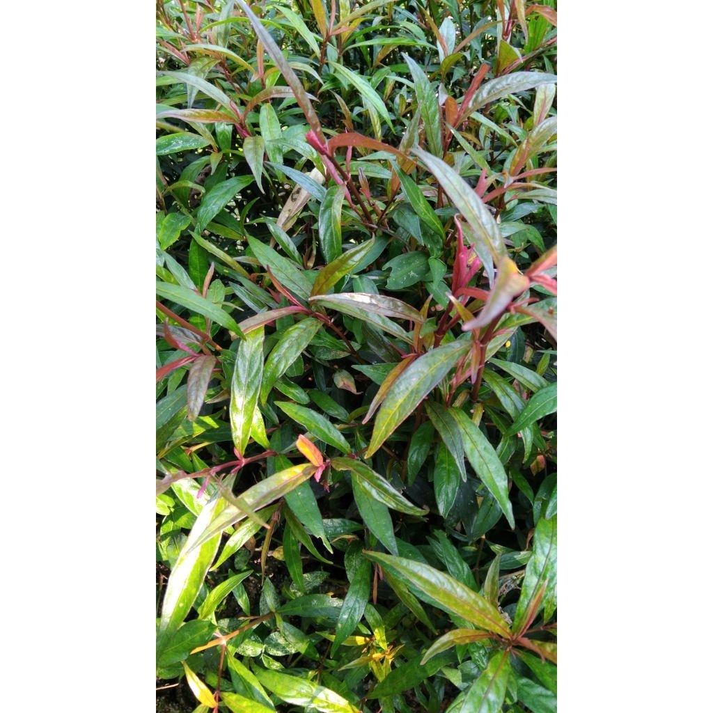 

Daun gandarusa/genjik/prasman segar alami 250 gram