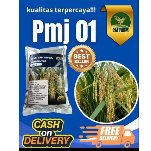 Bibit padi benih padi Galur unggul PMJ 01 1kg
