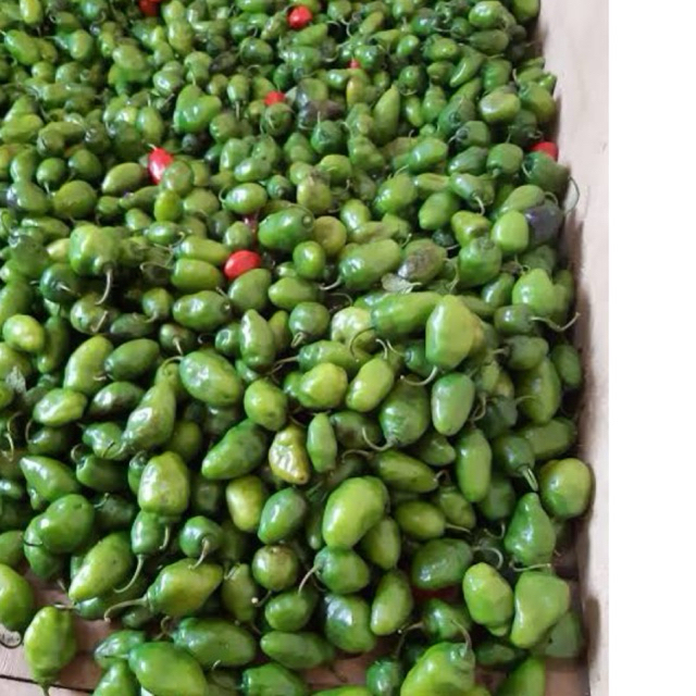 

Cabe gendot cabai bendot pedas 500gr -paket hemat