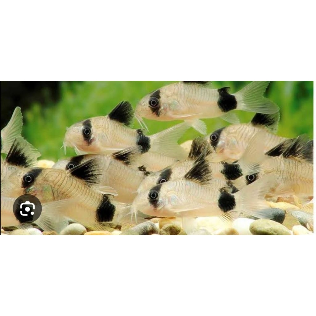 corydoras panda