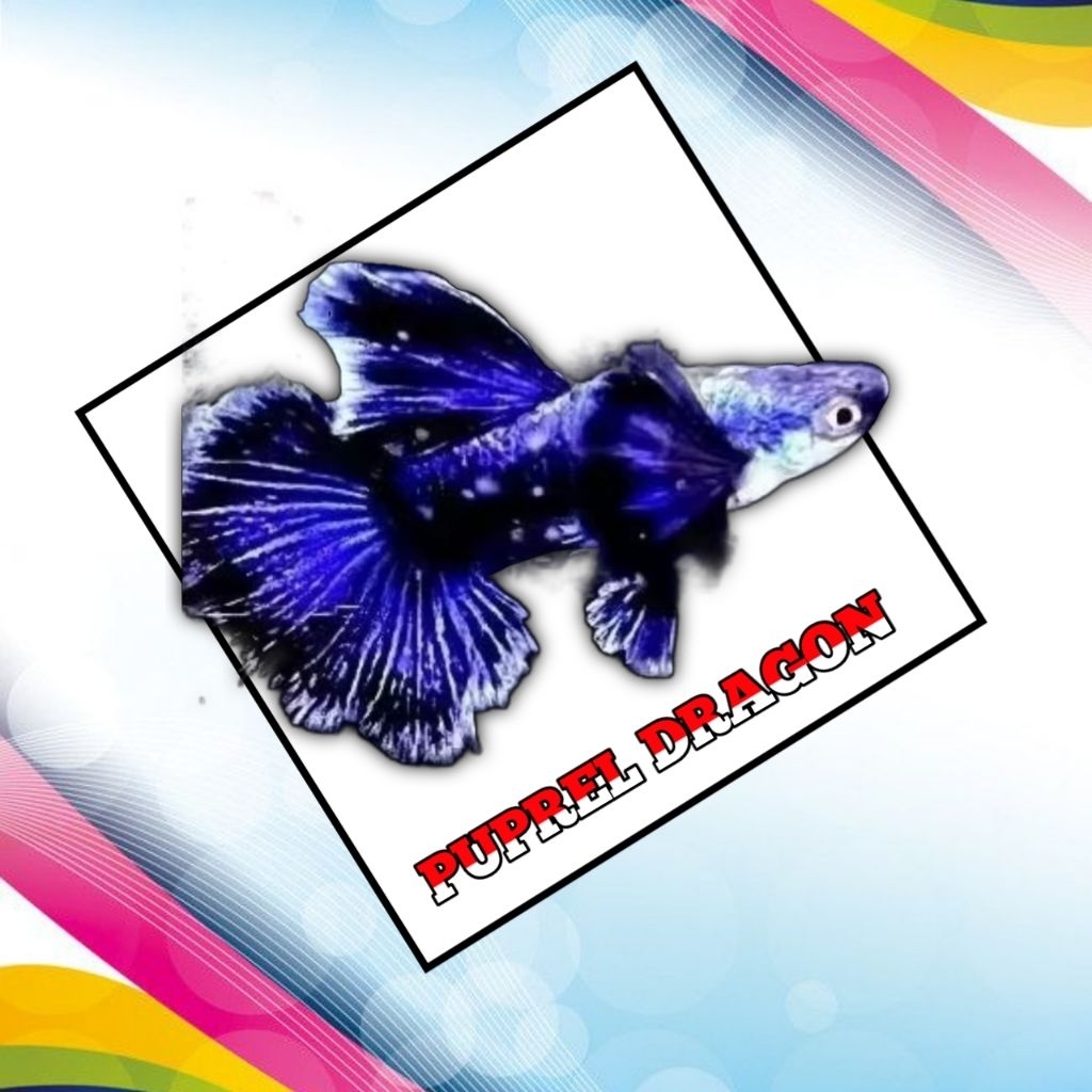 

STICKER KEKINIAN PUPREL DRAGON