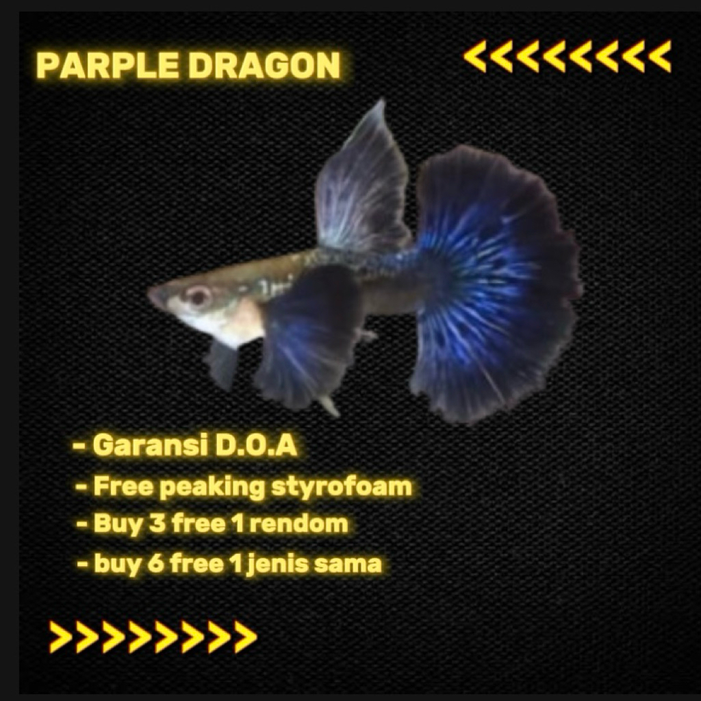 obat ikan guppy_purple dragon