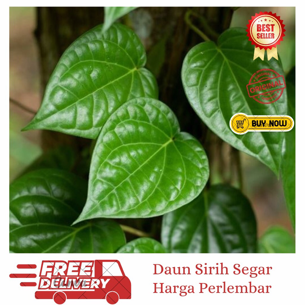 

Daun Sirih Segar Per 1 Lembar (OBAT HERBAL ALAMI)