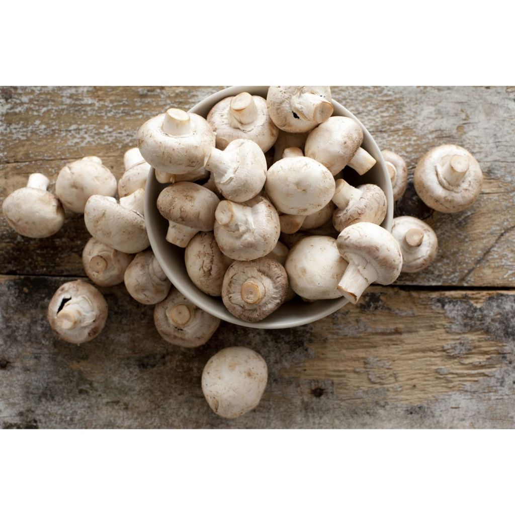 

Jamur Champignon Fresh 1 kg kualitas no 1