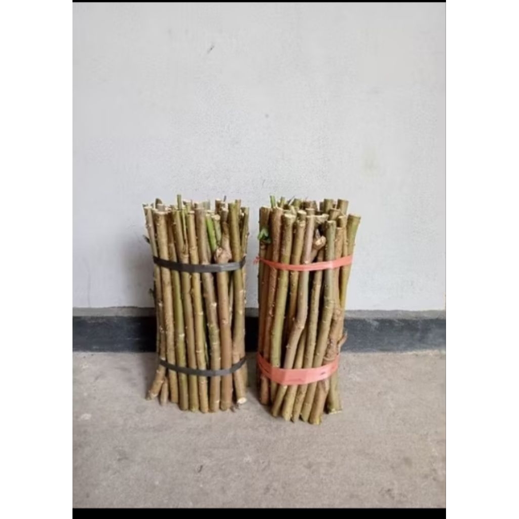 bibit telo Papua istimewa