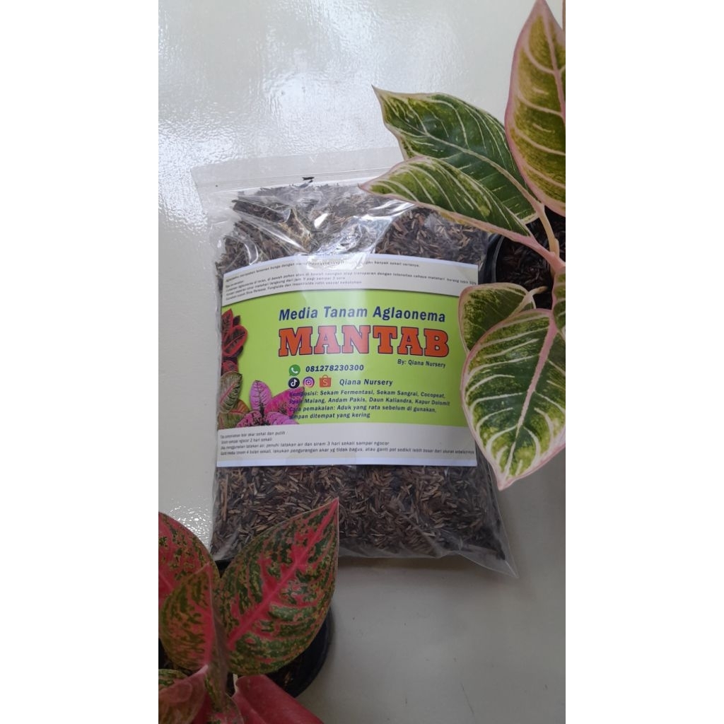 Media Tanam Aglaonema  Mantap