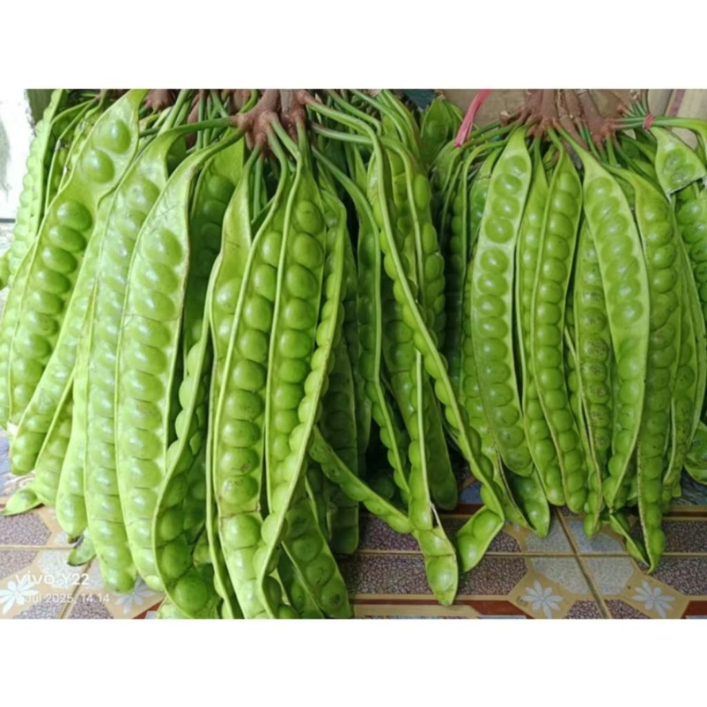 

PETE PETAI SUPER PER 1 (PAPAN/LONJOR) KHAS PANGANDARAN