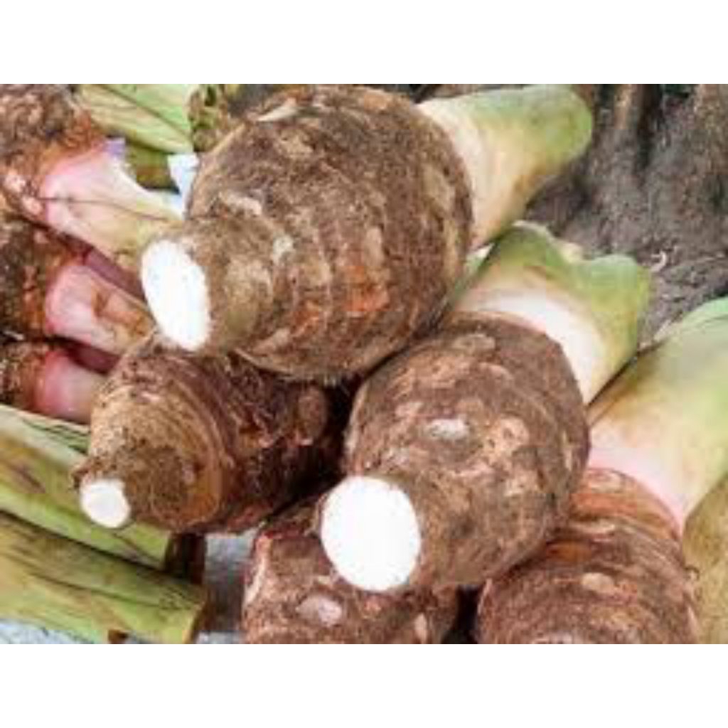 

ubi talas bentol Pratama1 paket 5kg