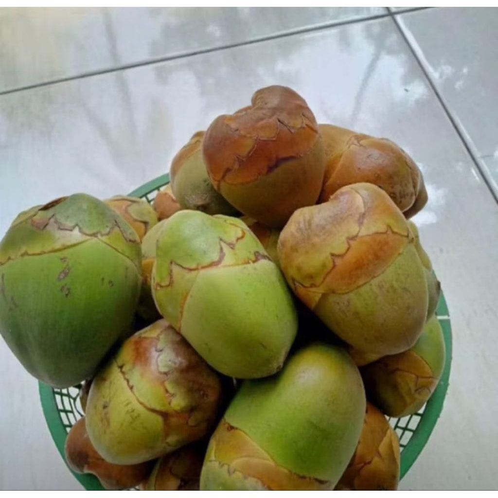 

Buah Beluluk kelapa / tembuluk kelapa segar 10 biji