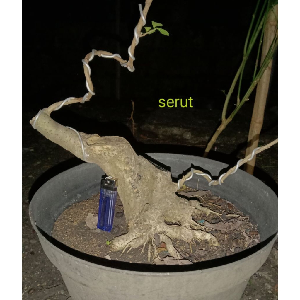 bonsai serut real pict