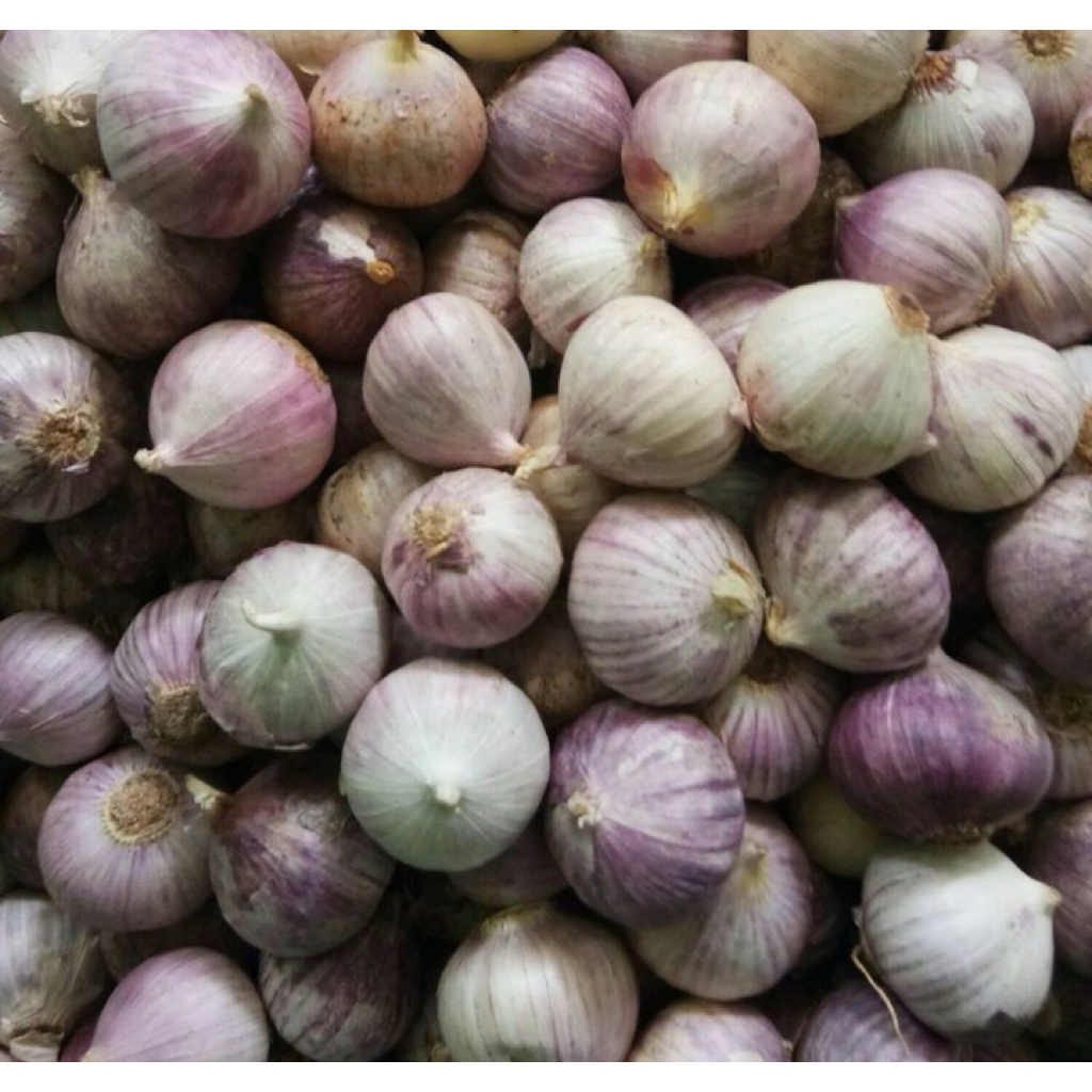 

Bawang Putih Tunggal / Bawang Lanang - 100gram