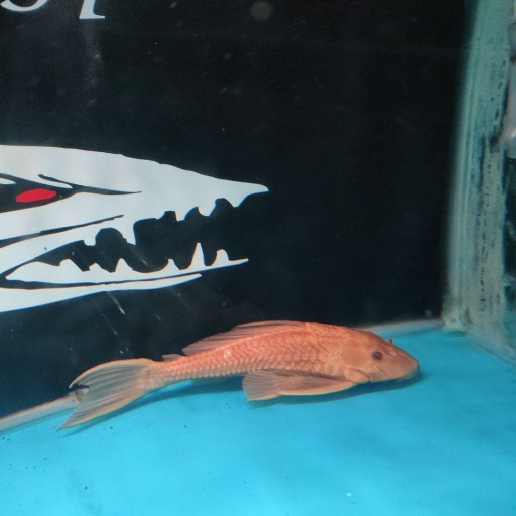 ikan sapu-sapu albino
