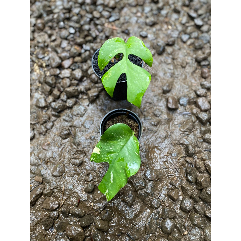 rhaphidophora tetrasperma thaicons varigata