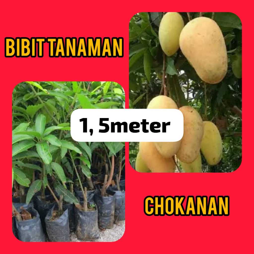 Bibit Mangga Chokanan 1.5 Meter Up