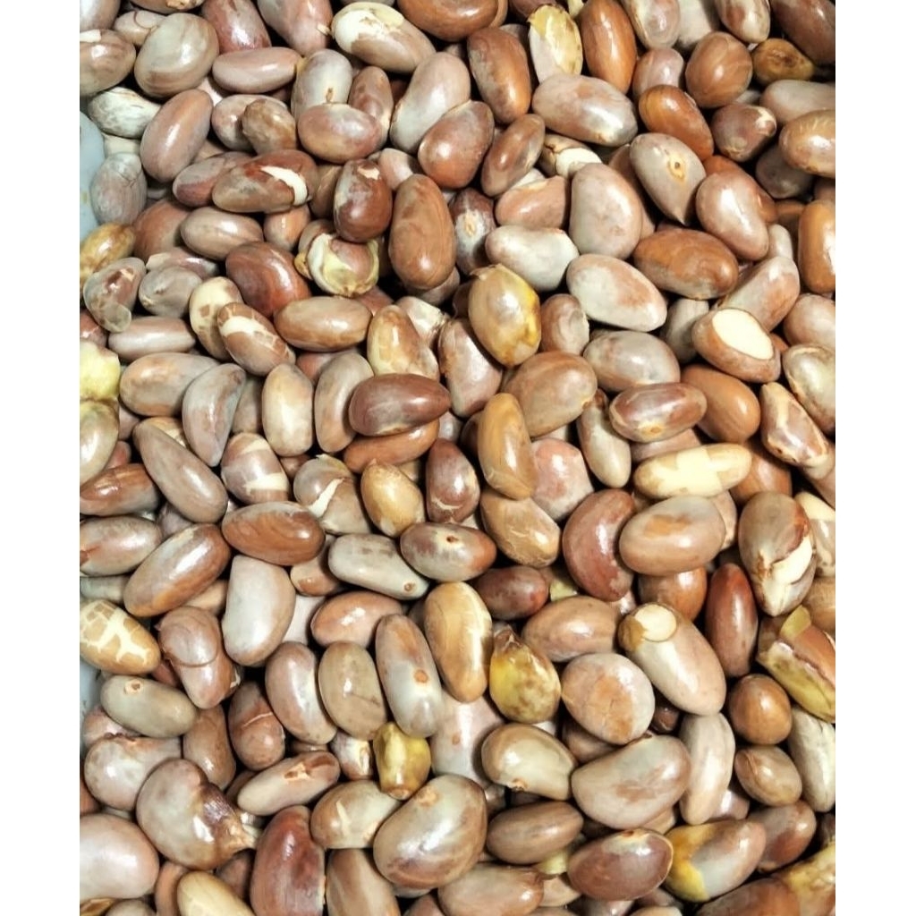 

Biji Nangka / Beton segar 500gram