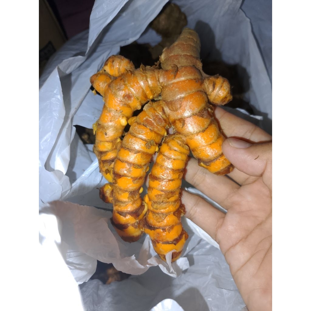 

kunyit atau janar murah