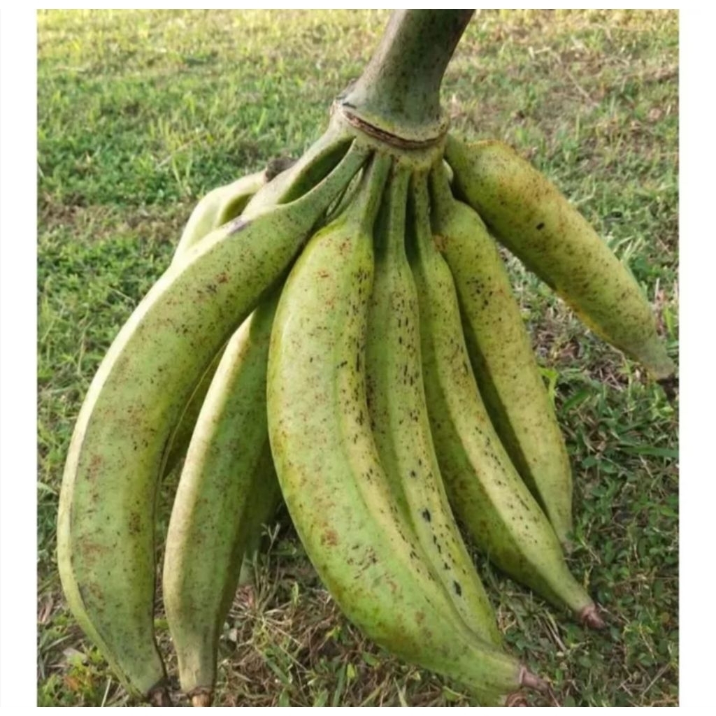 

OS, PISANG TANDUK 2KG