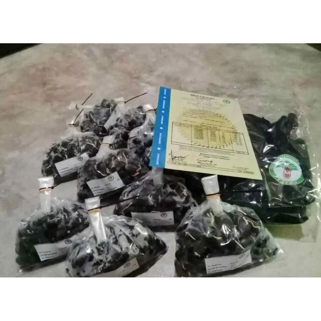 100 butir Benih Sawit DxP Seu Supreme Berkualitas