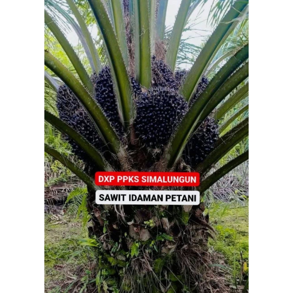 Benih Bibit Sawit Unggul PPKS DXP SIMALUNGUN Original Bersertifikat