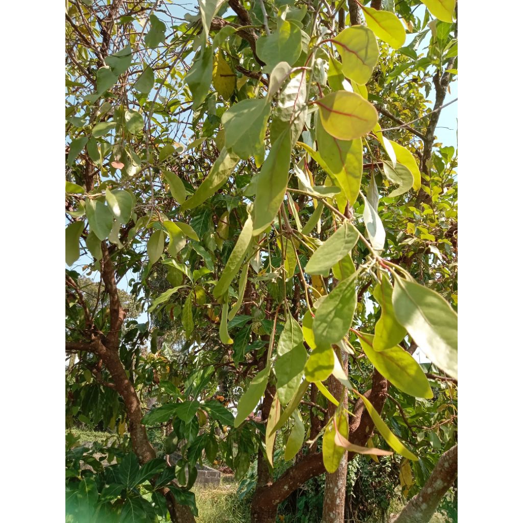 

benalu, kemlade mengkudu fresh langsung petik pohon, bonus daun jeruk purut