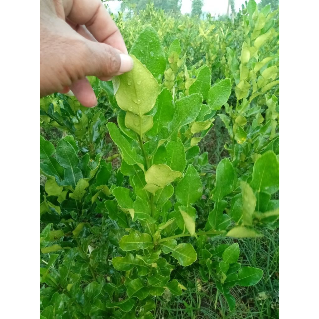 

daun jeruk purut segar, fresh, bumbu masak petik pohon