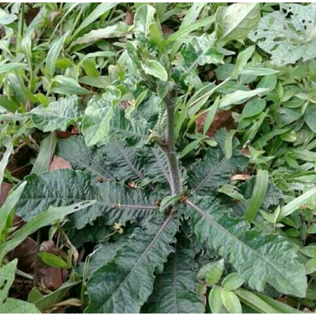 

daun tapak lima segar bnyak manpaat