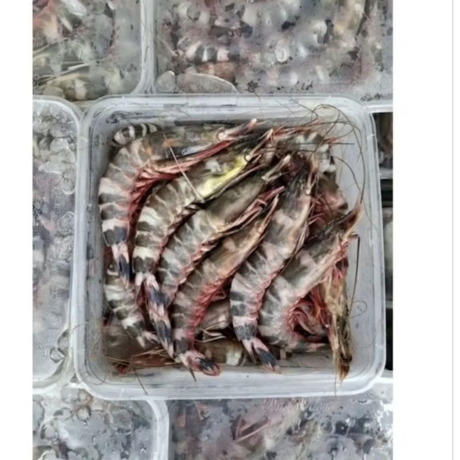 udang windu frozen ±1kg wajib instan