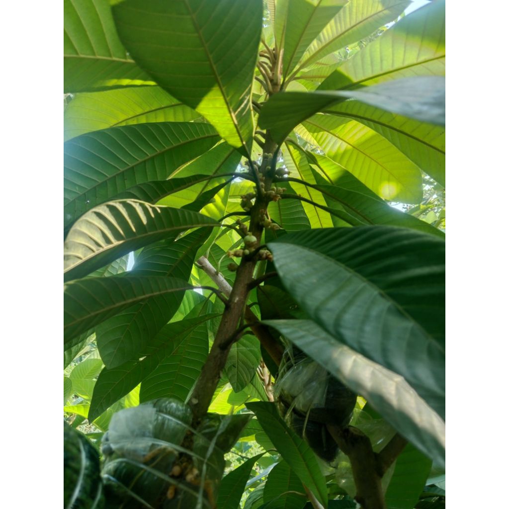 fresh cangkok mamey sapote