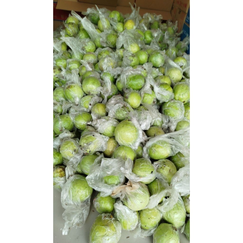 

Jambu merah jus 1kg fresh petik dari kebun kualitas terpilih