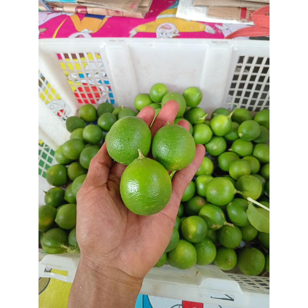 

1kg jeruk nipis fress dan segar