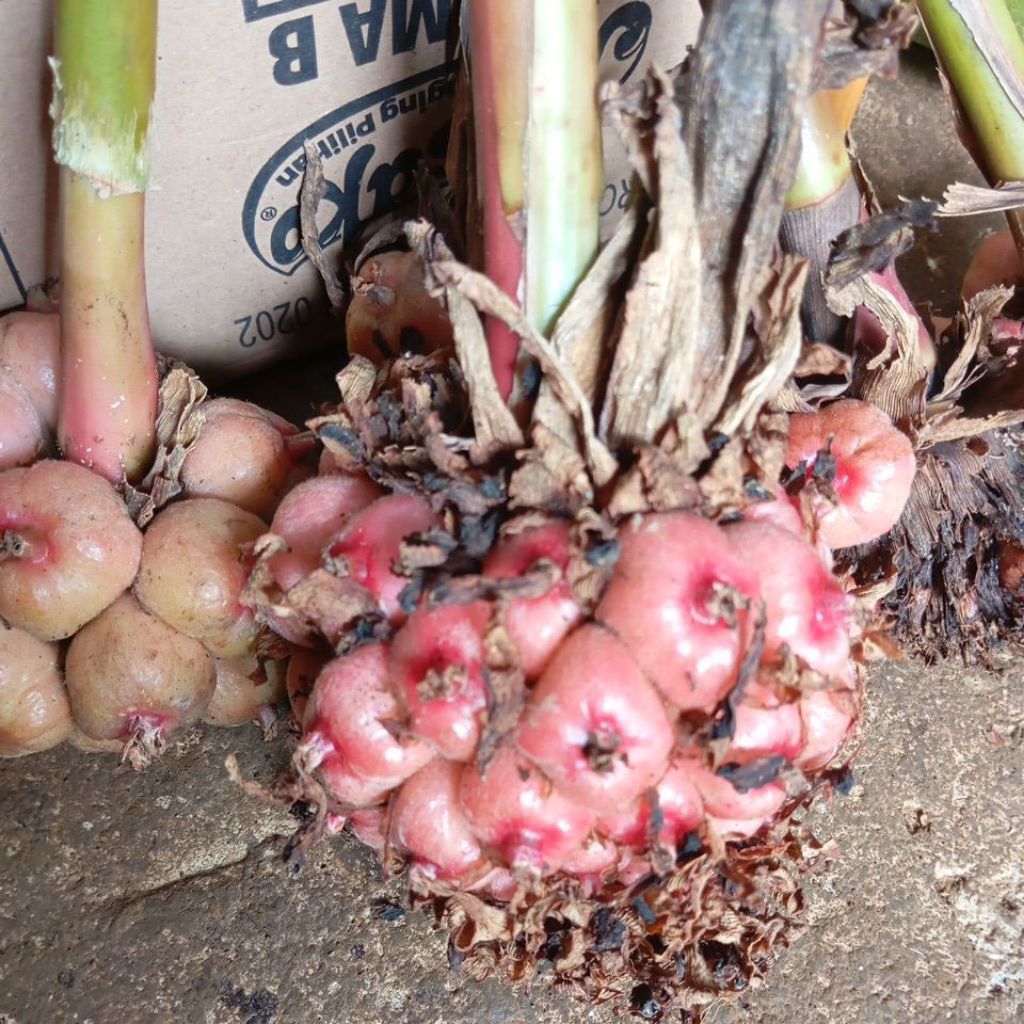 

BUAH HONJE KECOMBRANG