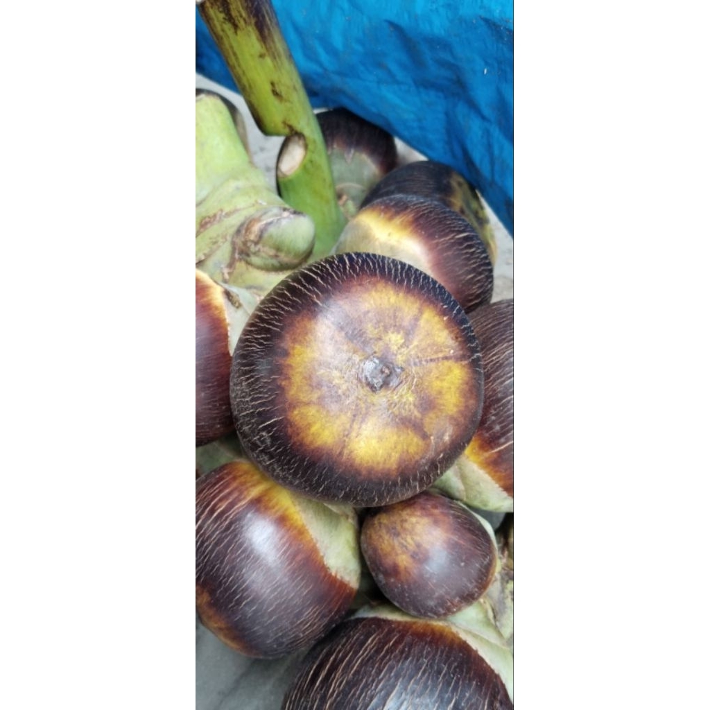 

siwalan/lontar/ental(isi 3)