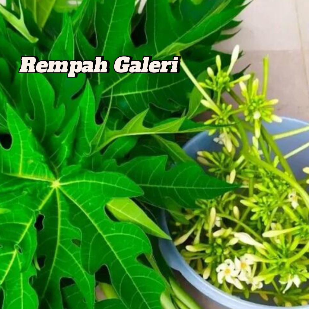 

Daun pepaya Fress organik 250 gram
