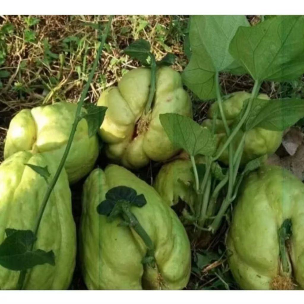 

Bibit labu Siam/waluh Siem/bibit sayur