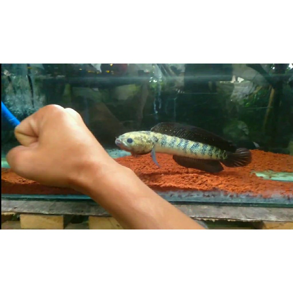 channa asiatica gondrong 26/27(realpict)