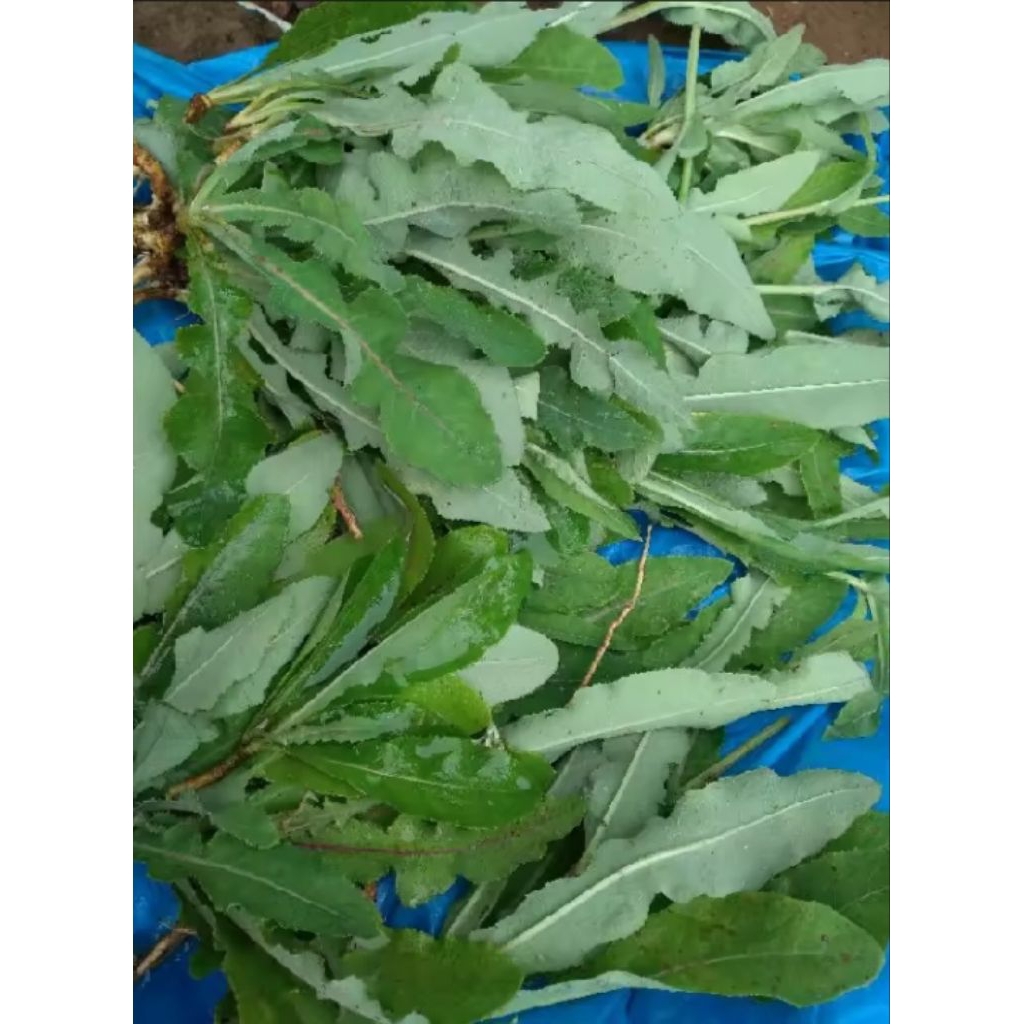 

tempuyung segar fresh/100gr